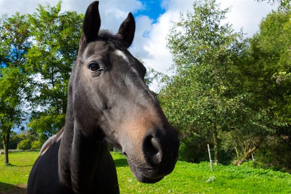 Paddocks Grass Seed