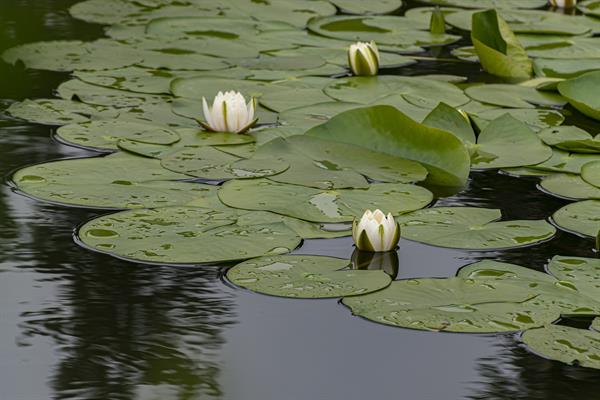 Aquatic Weed Control