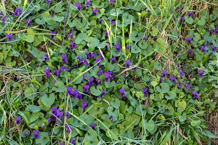 Weed control in lawns