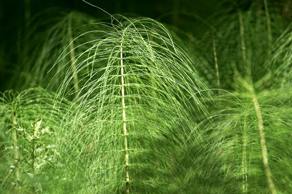 Invasive and Woody Weeds