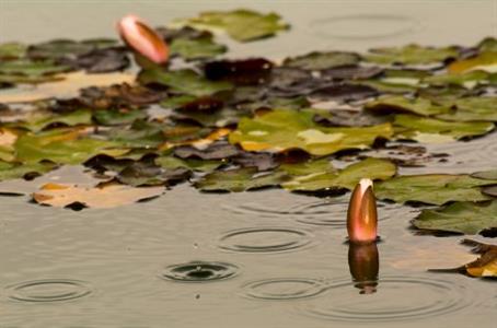 Aquatic Weed Killers