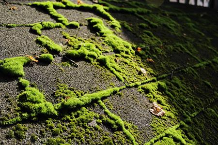 Moss control Hard surfaces